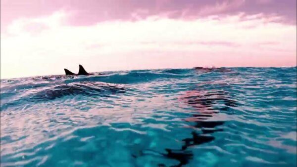 SWIM WITH DOLPHINS IN TAMARIN BAY - Image 6